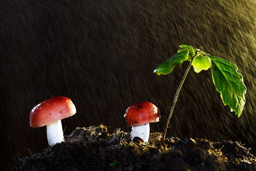 В красных шапочках...