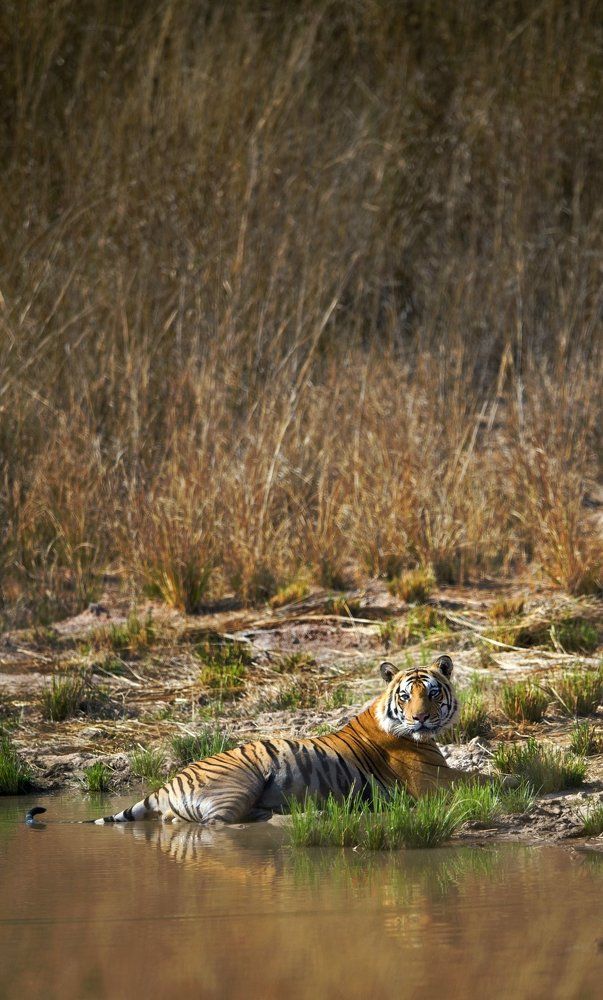 Tiger in bandavgarh (india)