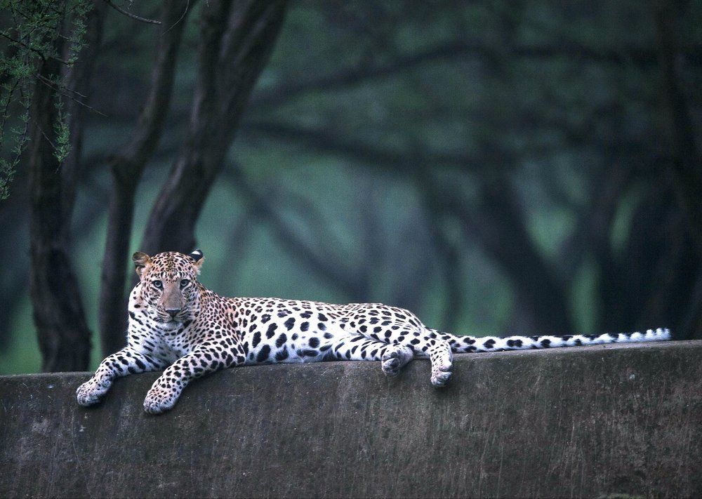 Lepord in rest mood in jhalana( india)