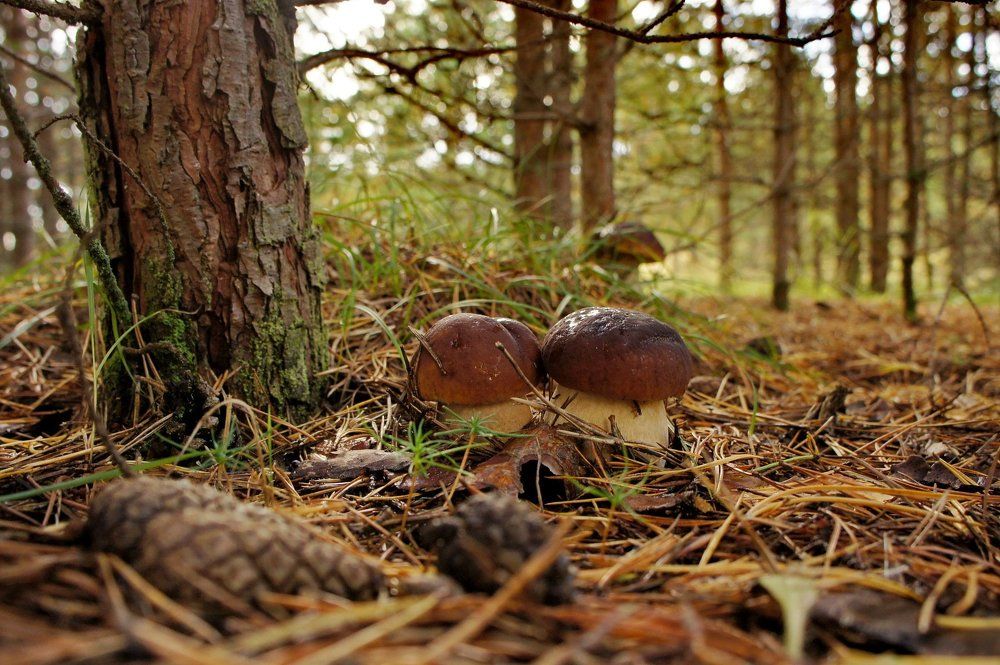 Грибная пора