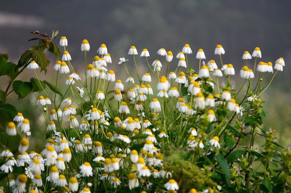 Ромашки