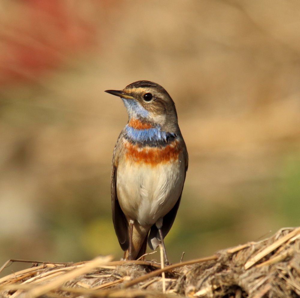 The bluethroat (Luscinia svecica)