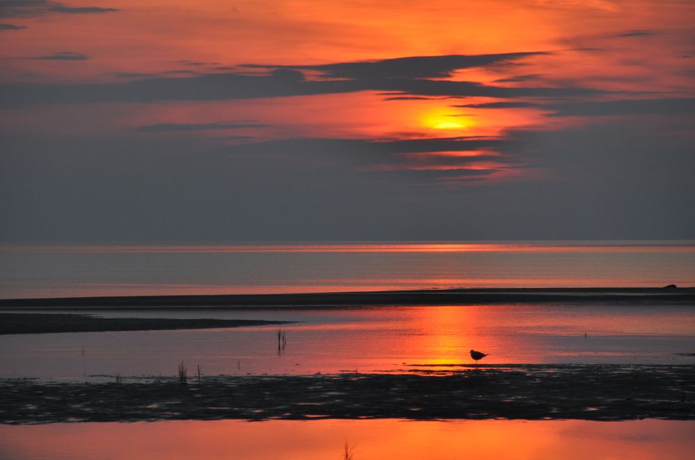 Одинокий созерцатель