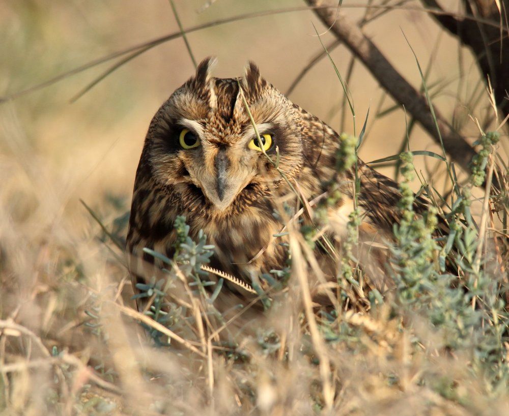The short-eared owl (Asio flammeus)