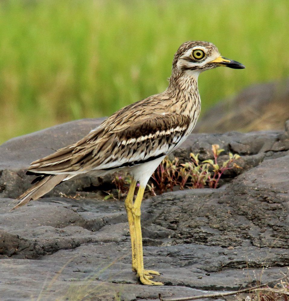 The Indian stone-curlew or Indian thick-knee (Burhinus indicus) i