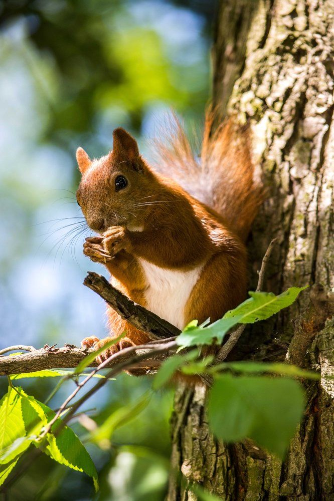 Сказка близко