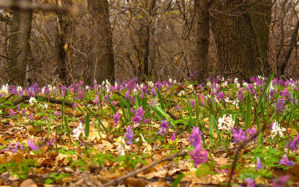 Первые весенние цветы.