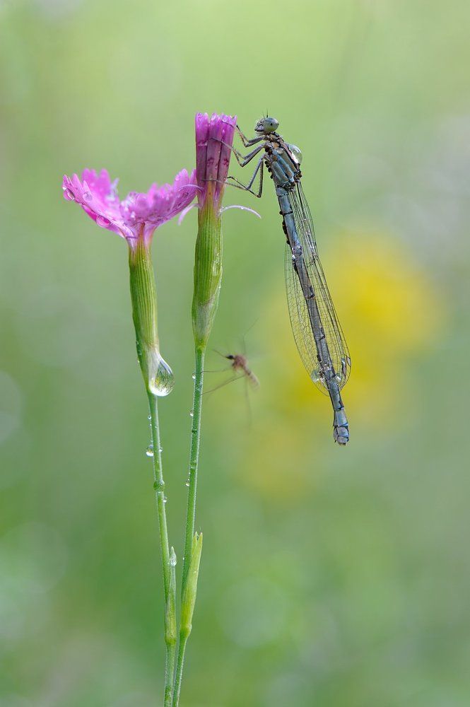 Музыкальное письмо.