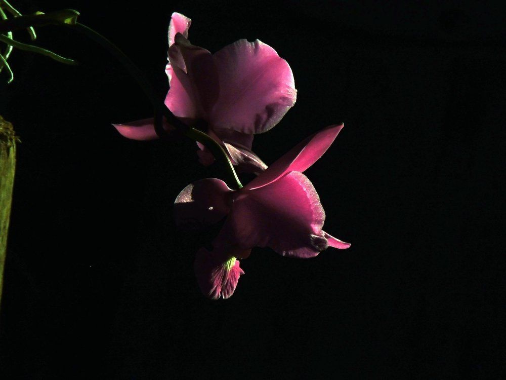 Orchid