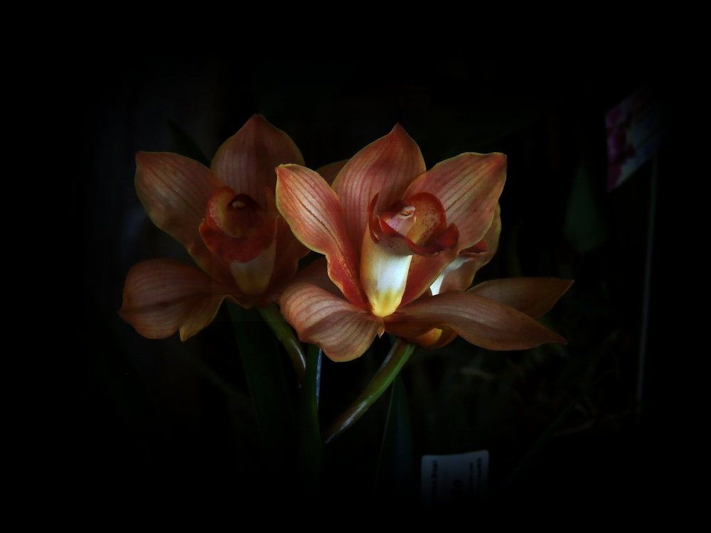 orchid in the night