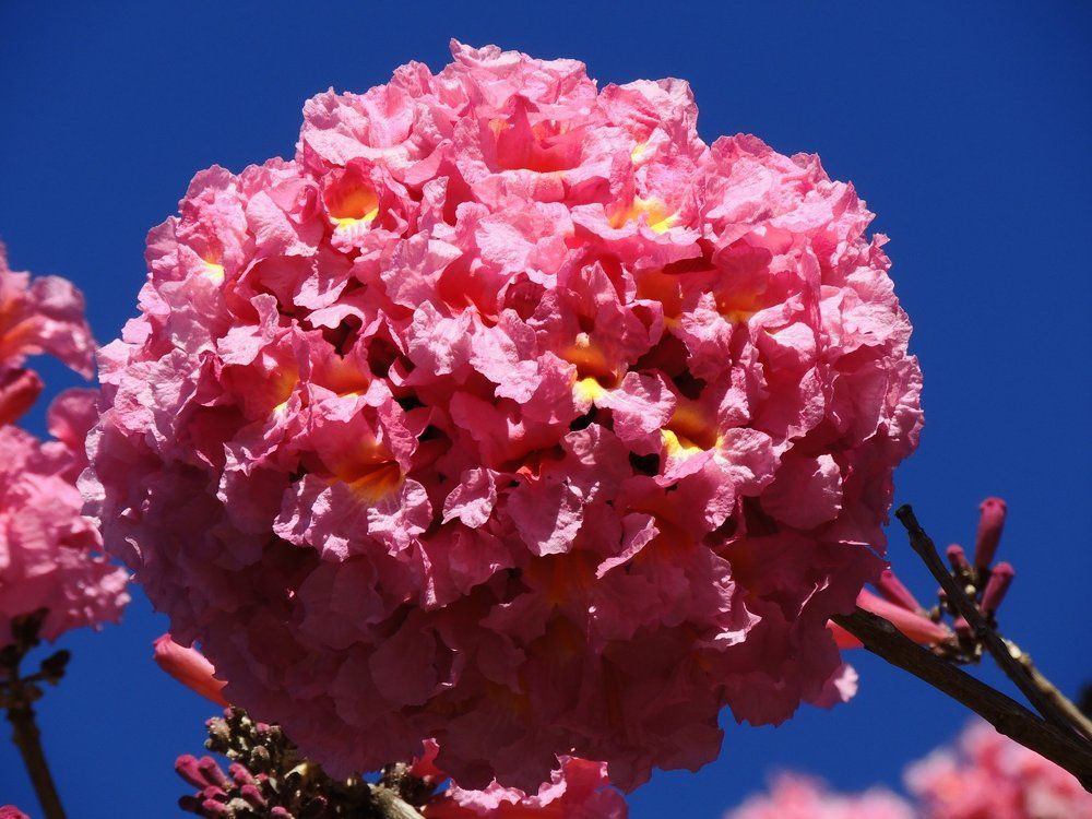 Ipê flowers
