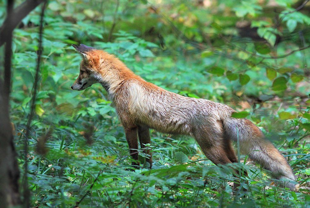 Стойка на мышку