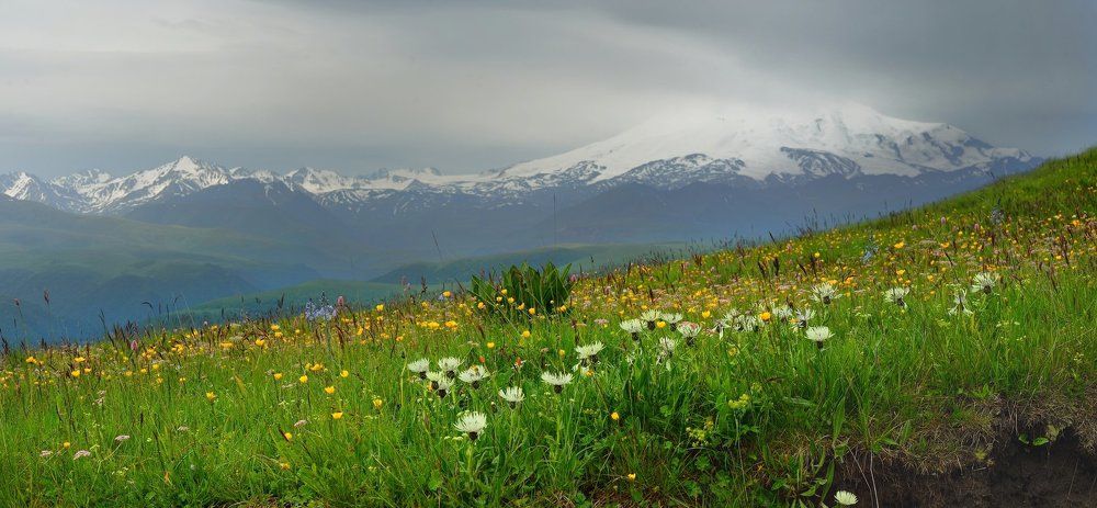 Полевые цветы