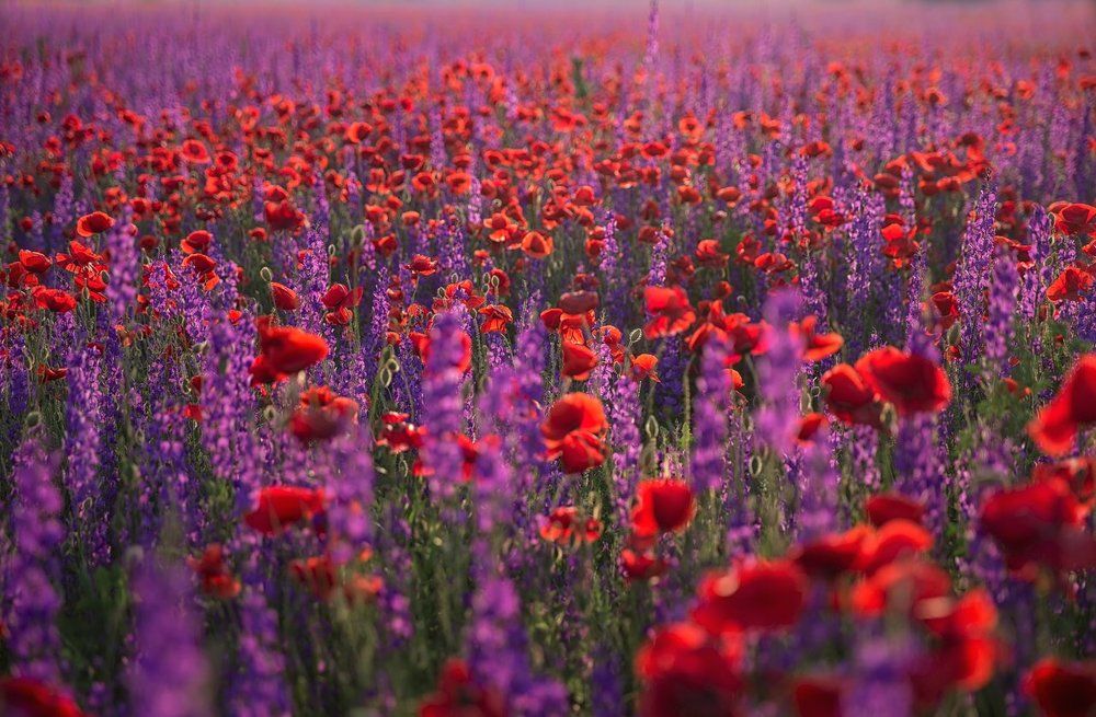 Маковое поле на закате