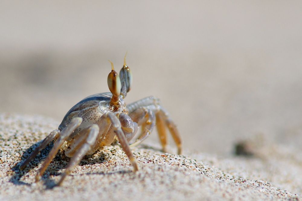 Песчаные глаза