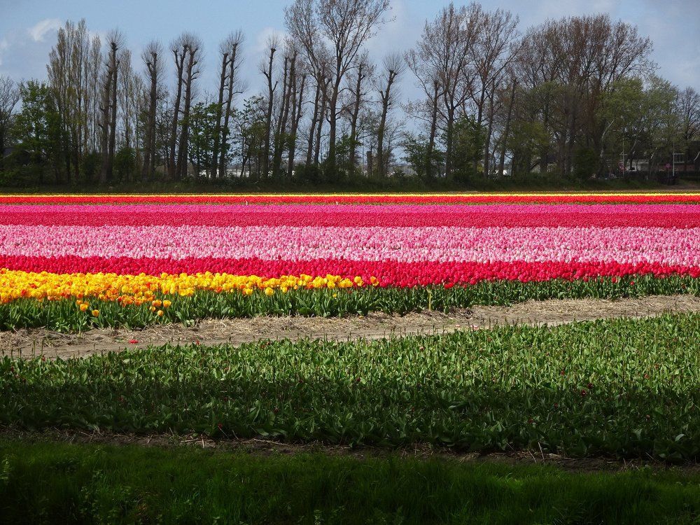 Радужные поля