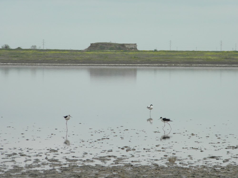 Обитатели Ойбурского озера