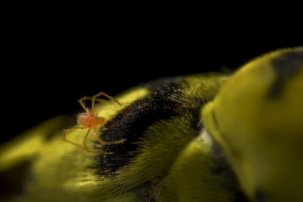 Красный клещик на теле жука