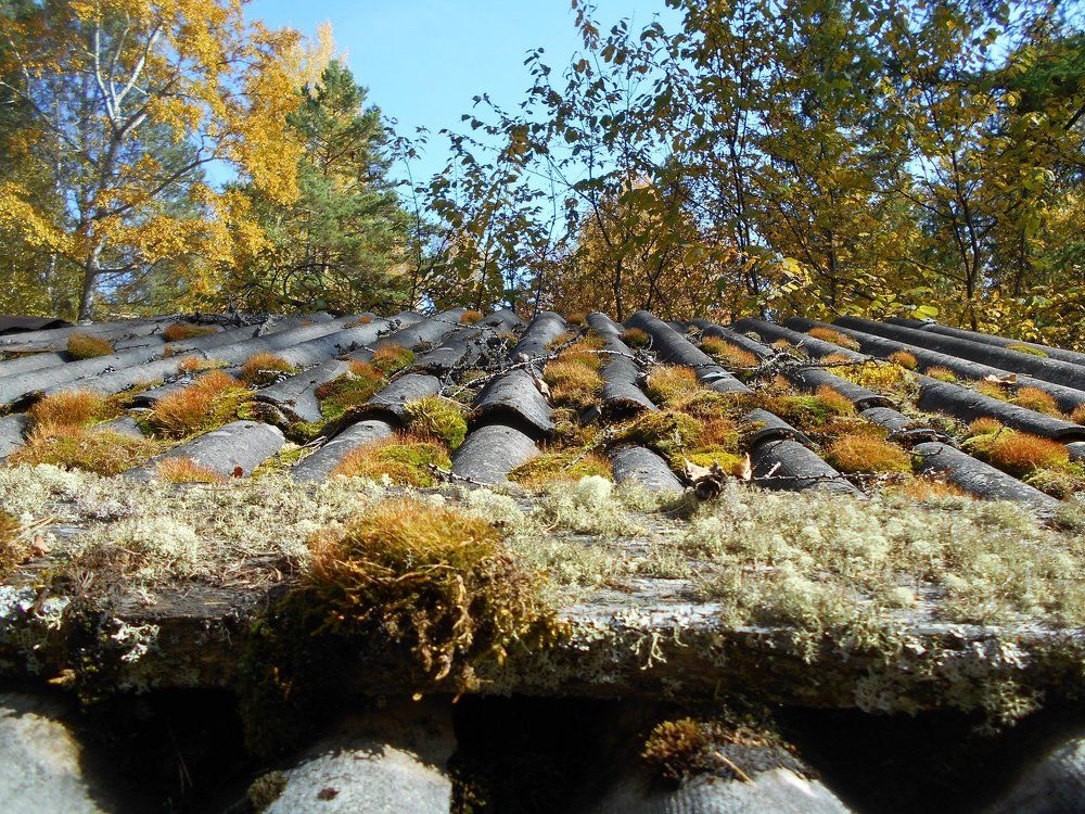 Быльем поросло