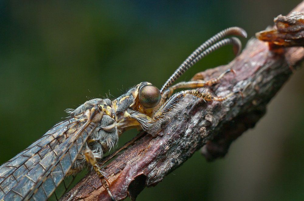 Портрет льва