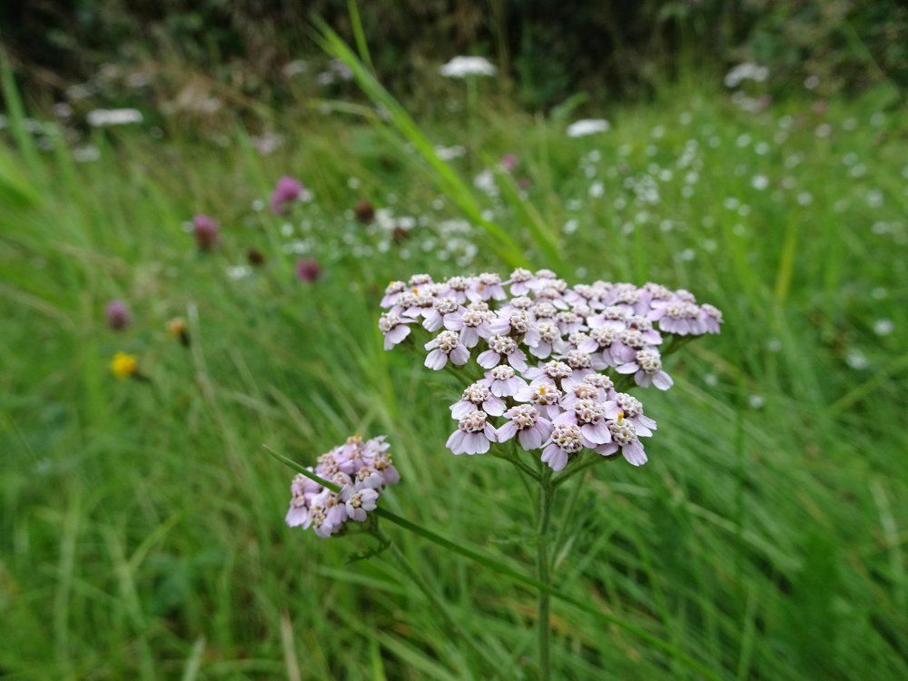 Аромат полей
