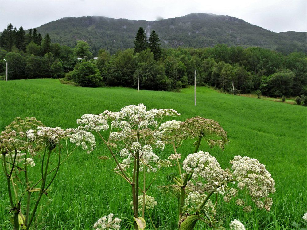 Дождем умытые поля