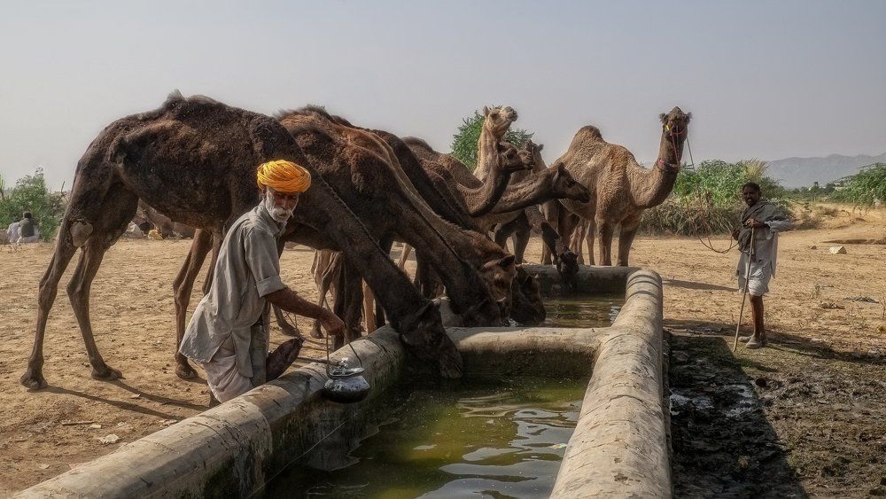 У водопоя все равны.