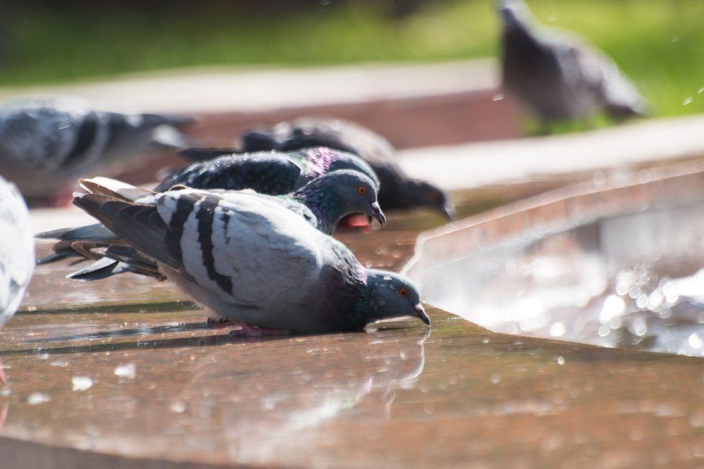 водопой у фонтана