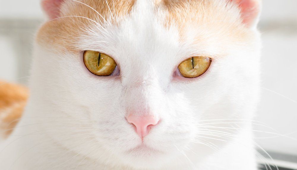 Хищник одомашненный