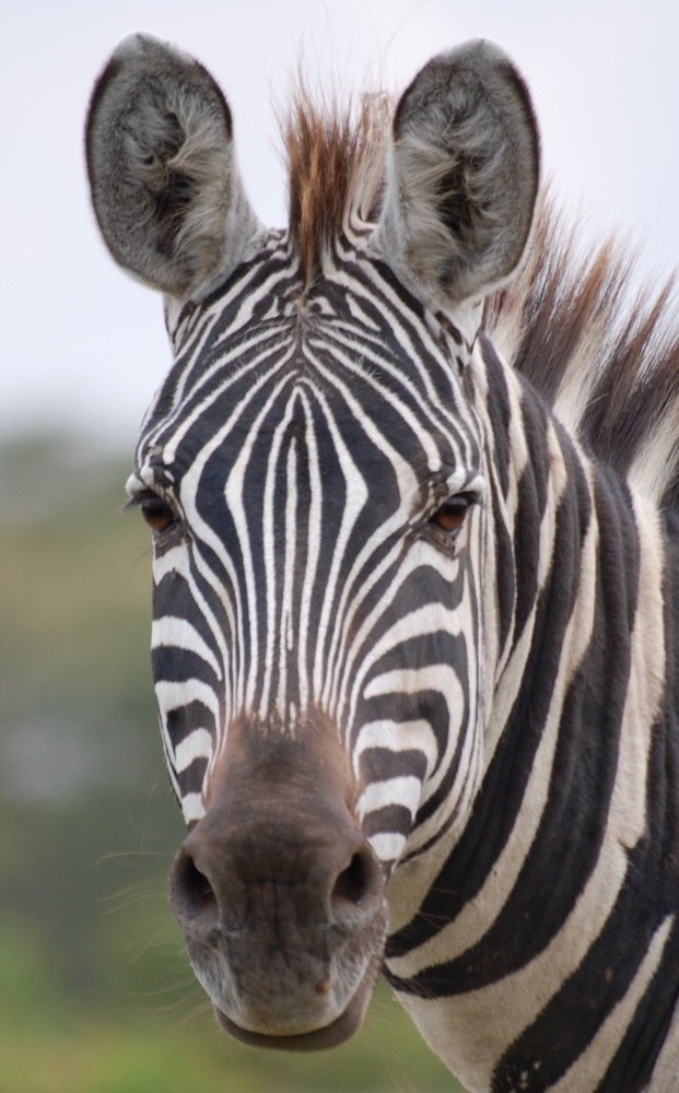 Wild life zebra