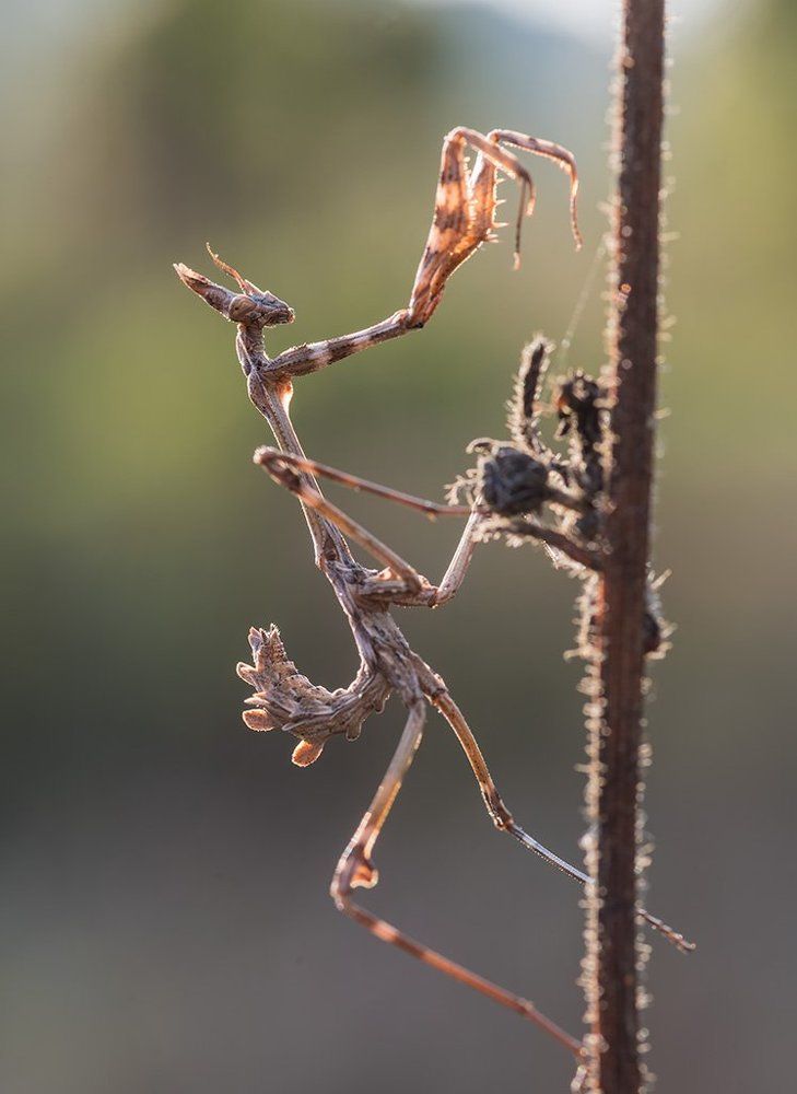 Утренняя гимнастика