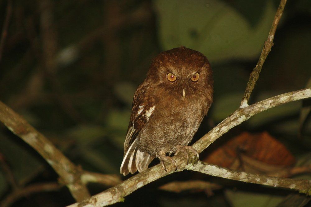 little owl in the night