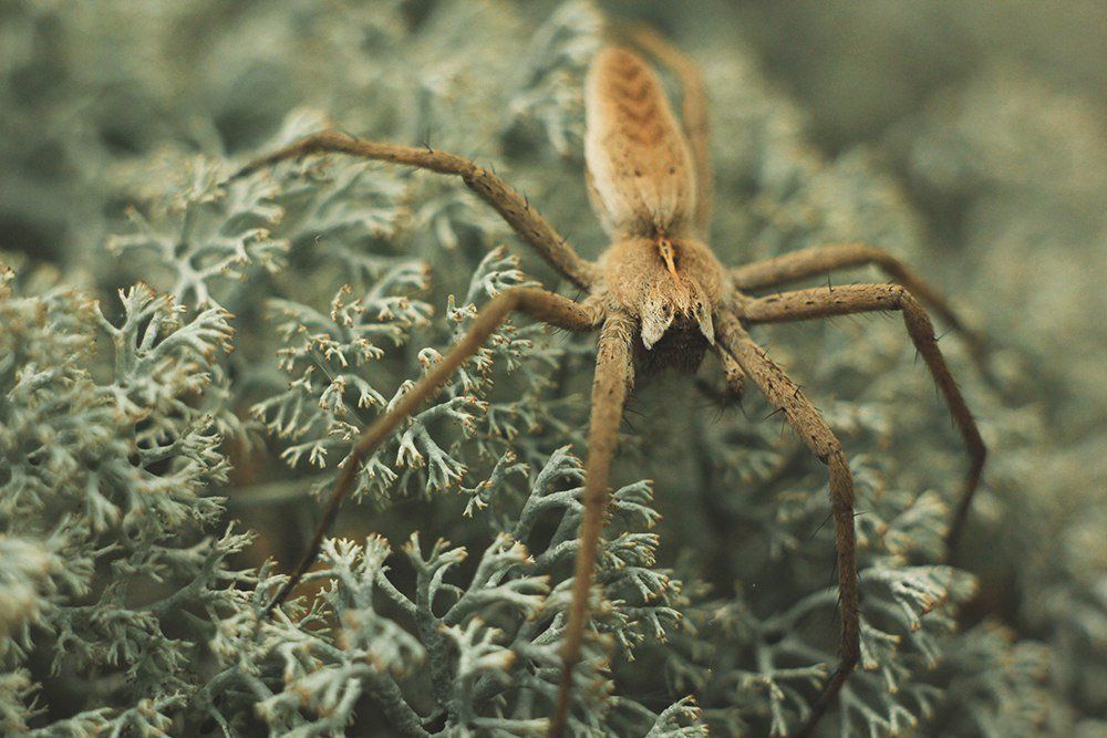 Пизаура и ягель