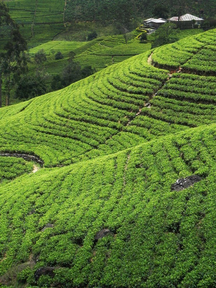 Ceylon Tea