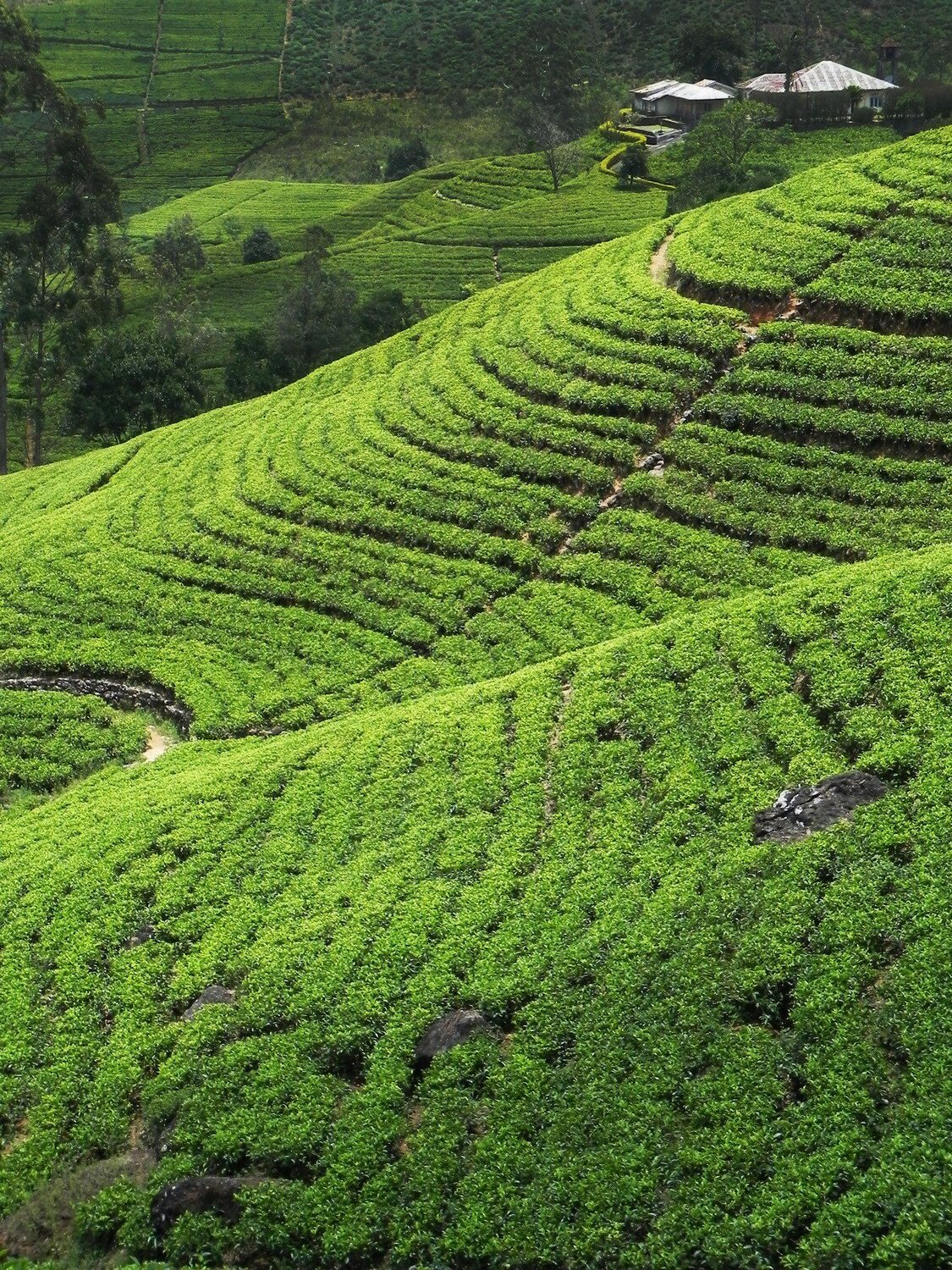 Ceylon Tea