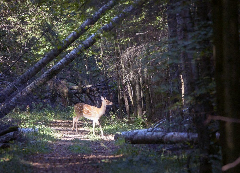 пересекая тропу