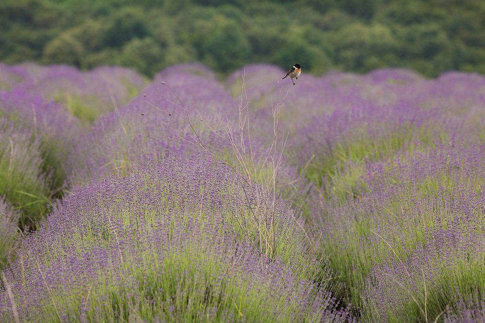 Photograph by Aleksander Vystorobskiy