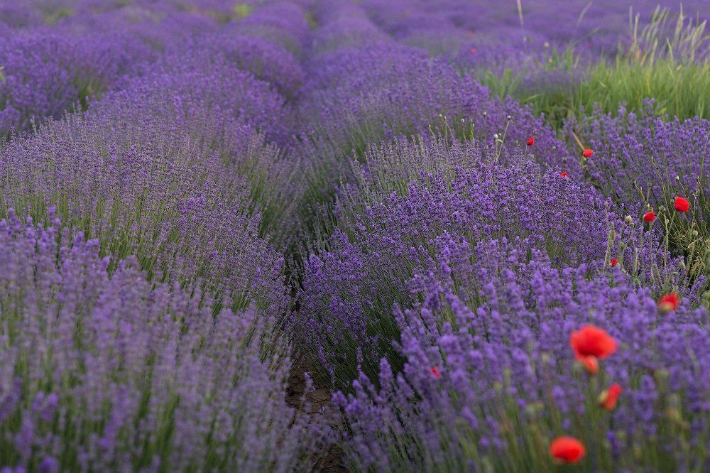 Photograph by Aleksander Vystorobskiy