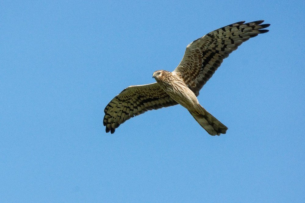 Лунь в полёте