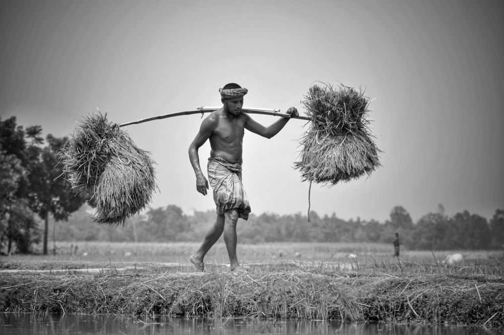 Farmer's Hard Work Crops