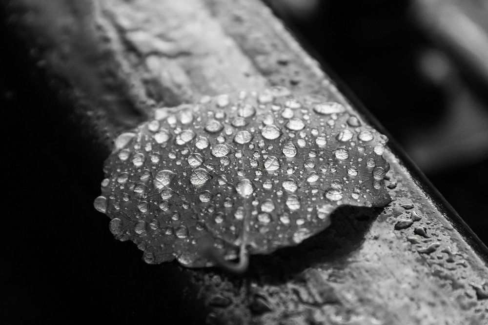 осенний лист