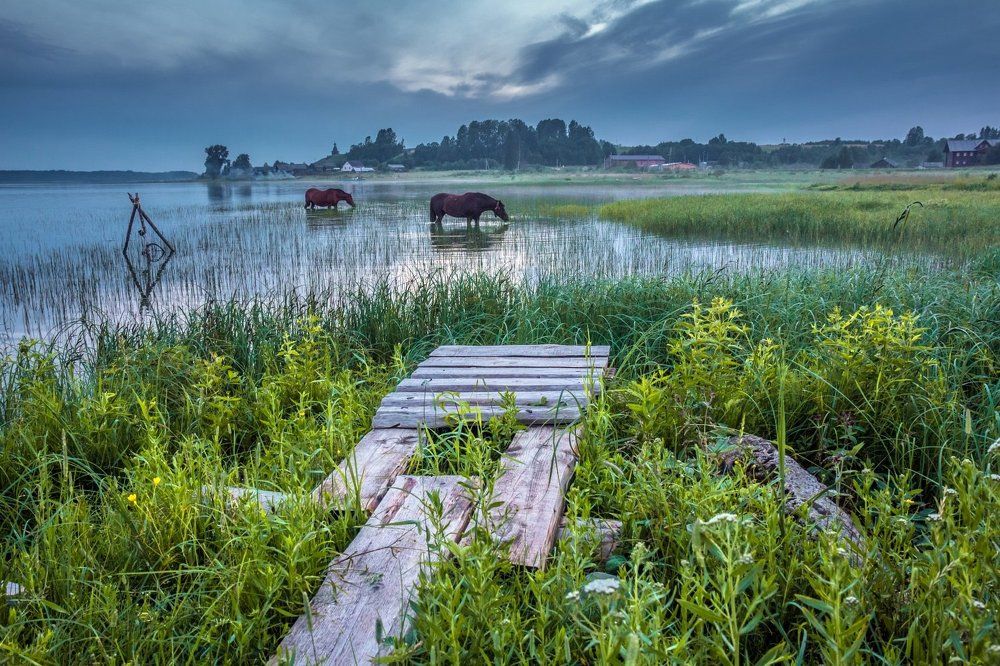 Озёрные кони