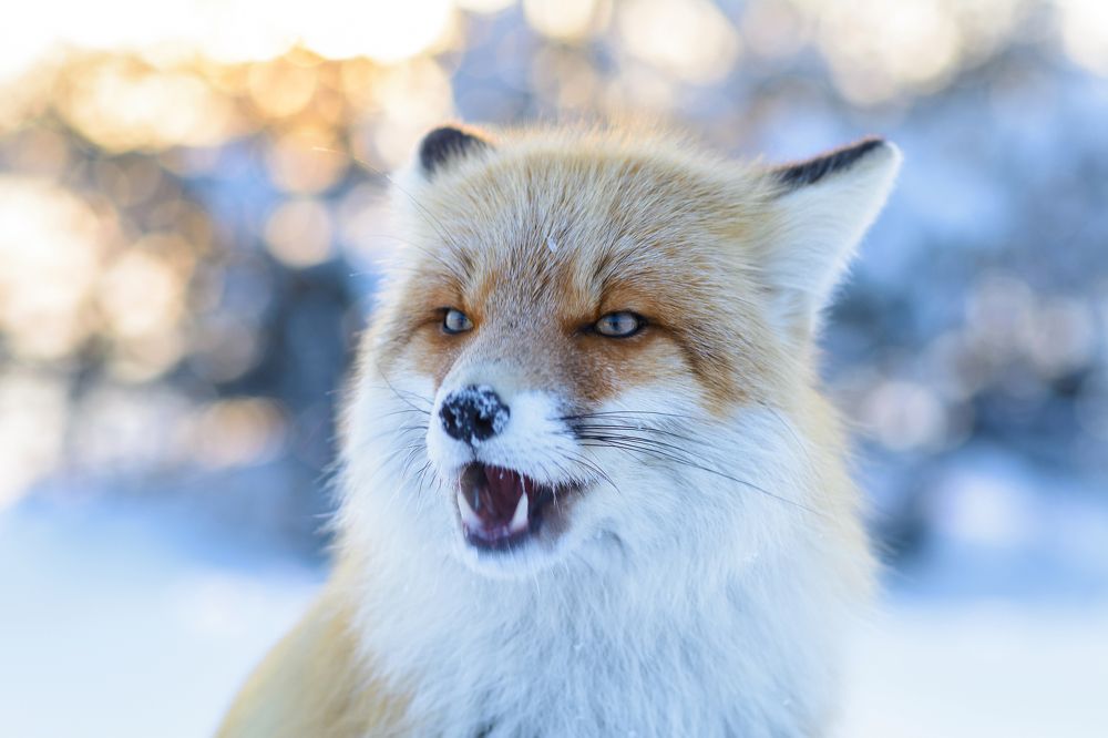 Неожиданная встреча