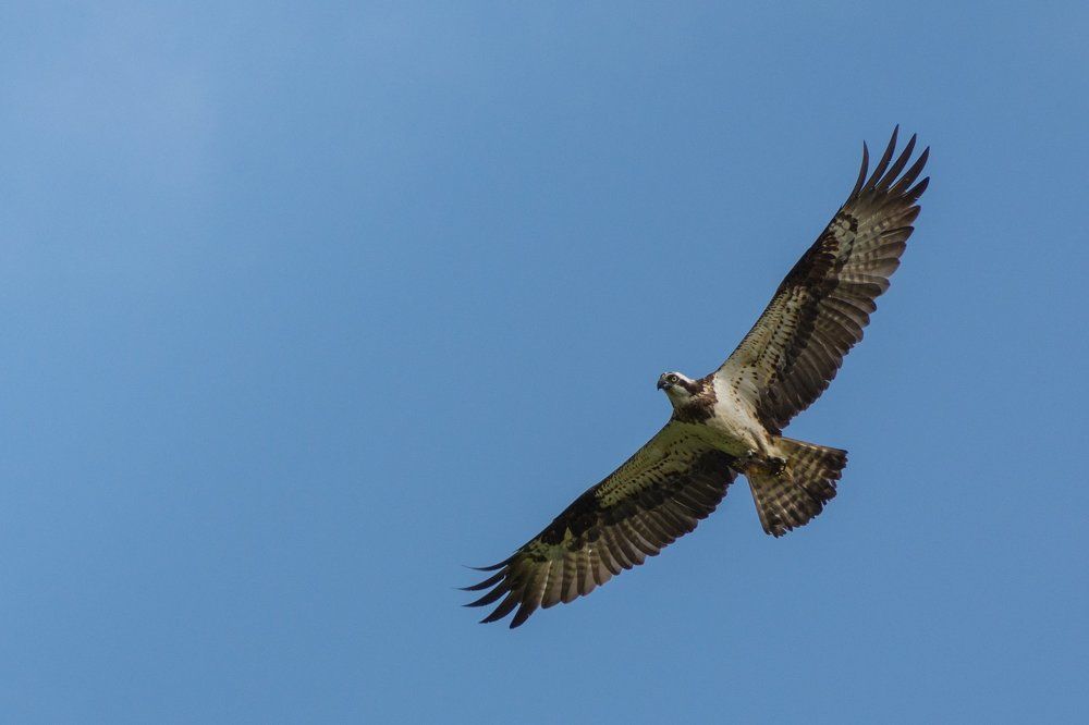 Удачная охота