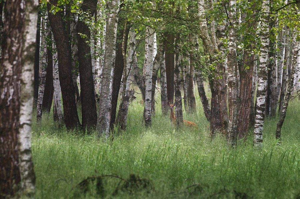 Пятнистый олень