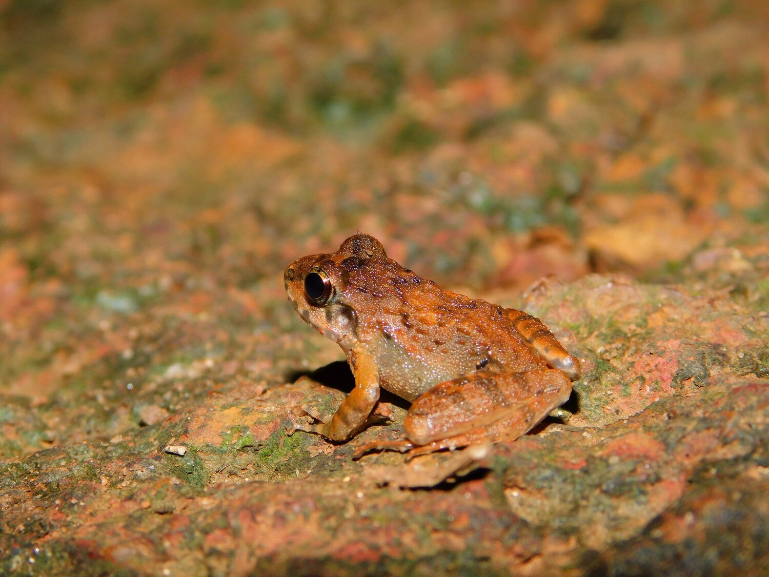 BABY FROG AT NIGHT