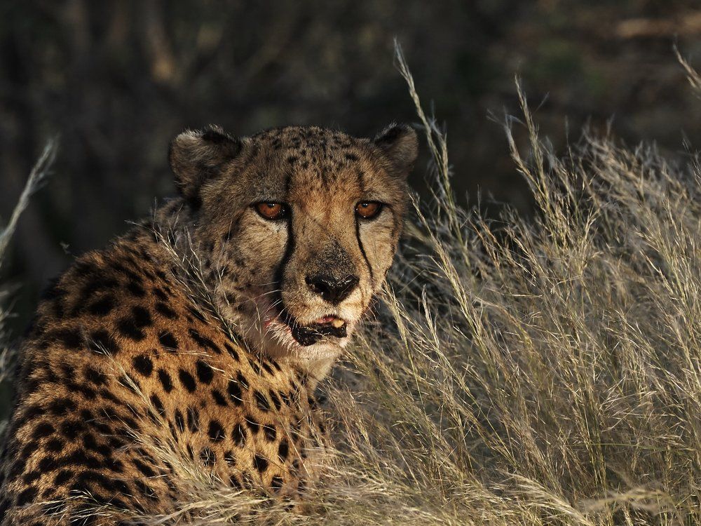 Большая кошка