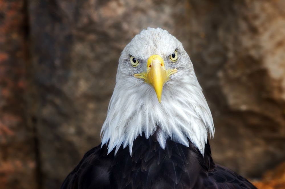 Белоголовый орлан