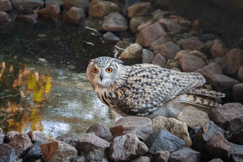 Западно-сибирский филинудалитьредактировать