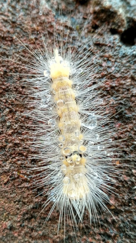 Albino Bear Larva (bhalu keeda)